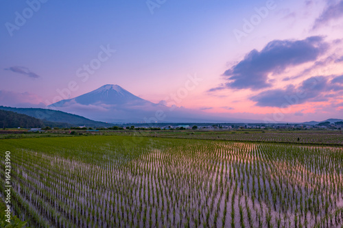 富士山と水田