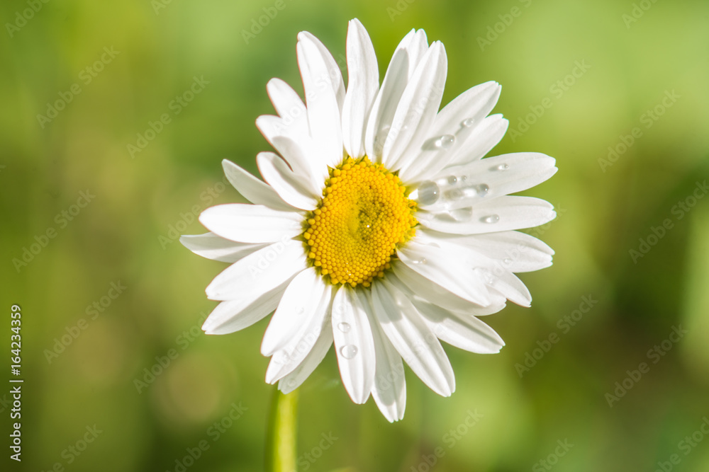 Daisy (Chrysanthemum leucanthemum) in the Rain Daisy (Chrysanthemum leucanthemum) in the Rain