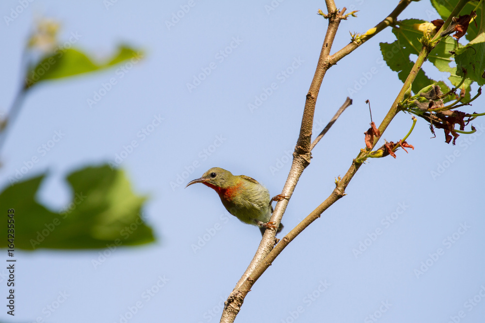 Crimson Sunbird perching on a branc Crimson Sunbird perching on a branc