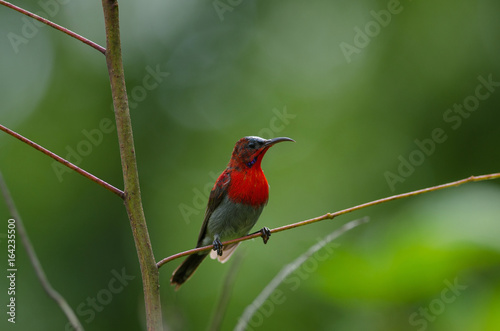 Crimson Sunbird perching on a branc