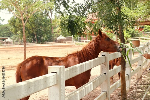 horse in the farm © oilslo