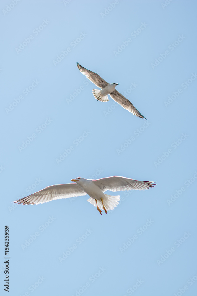 Two seagulls flying in a sky