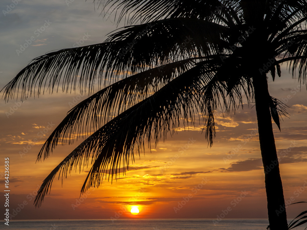 Silhouetted palm tree leaves at sunset in Phuket, Thailand