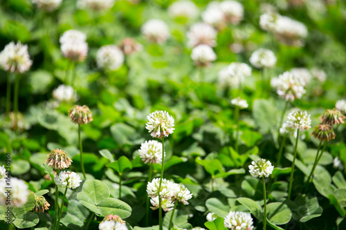 White flowers on a clover