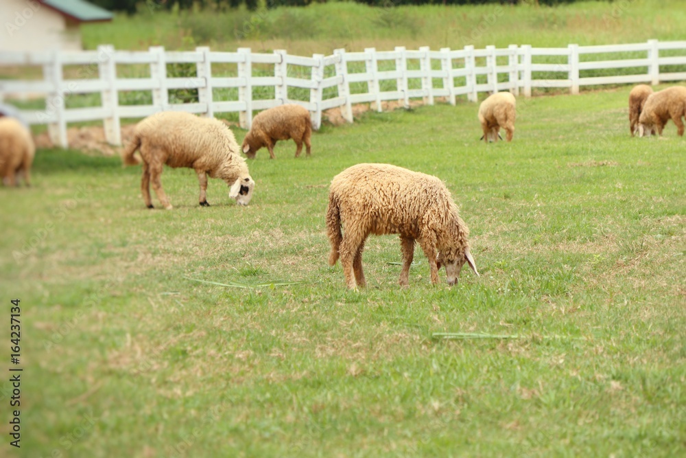 Fototapeta premium Sheep on the farm