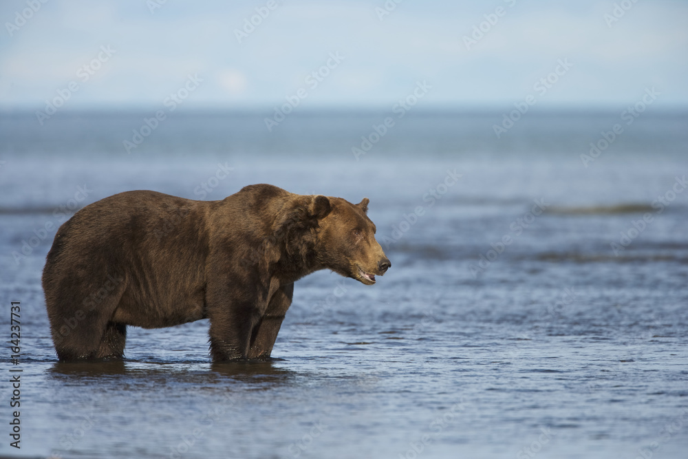 Grizzly Bear (Ursus arctos horribilis) searching for food, Lake Clark NP, Cook Inlet, Alaska Grizzly Bear (Ursus arctos horribilis) searching for food, Lake Clark NP, Cook Inlet, Alaska