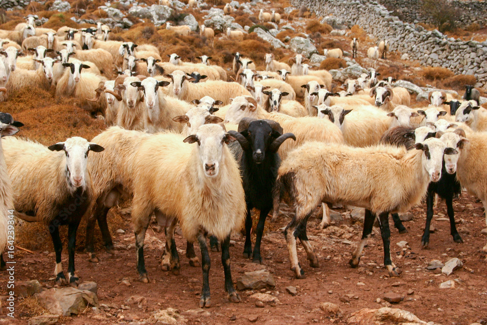 A flock of sheep A flock of sheep