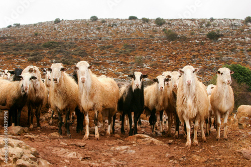 A flock of sheep