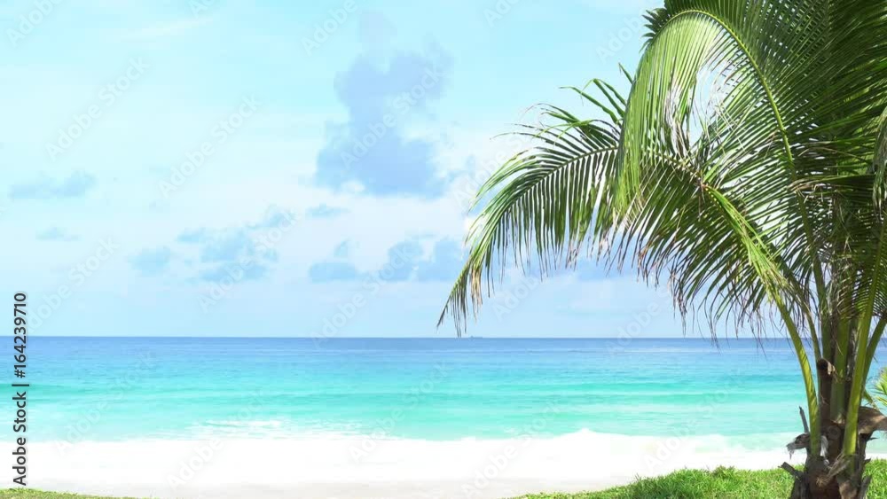 Palm trees with tropical sea in summer season in phuket thailand Palm trees with tropical sea in summer season in phuket thailand