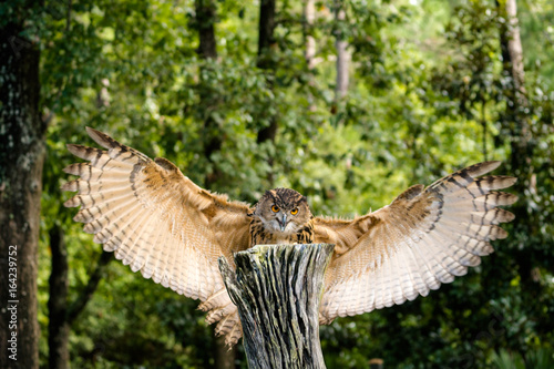 great horned owl in flight with great wing span approaching a tree stump with forest background
