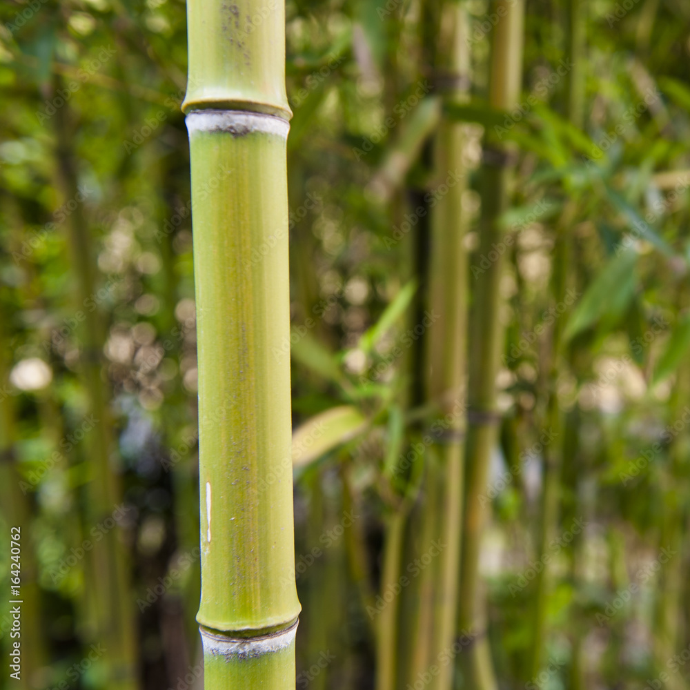 Obraz premium bamboo