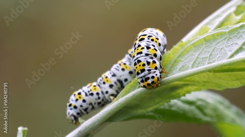 Mullein moths caterpiller (Cucullia verbasci) on a buddleia plant photo