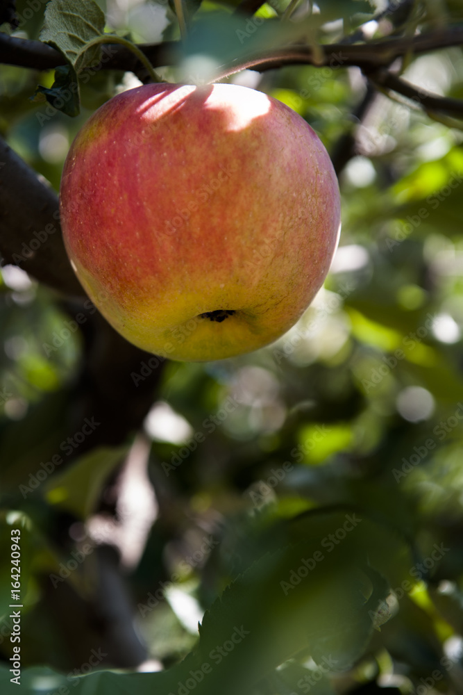 apple