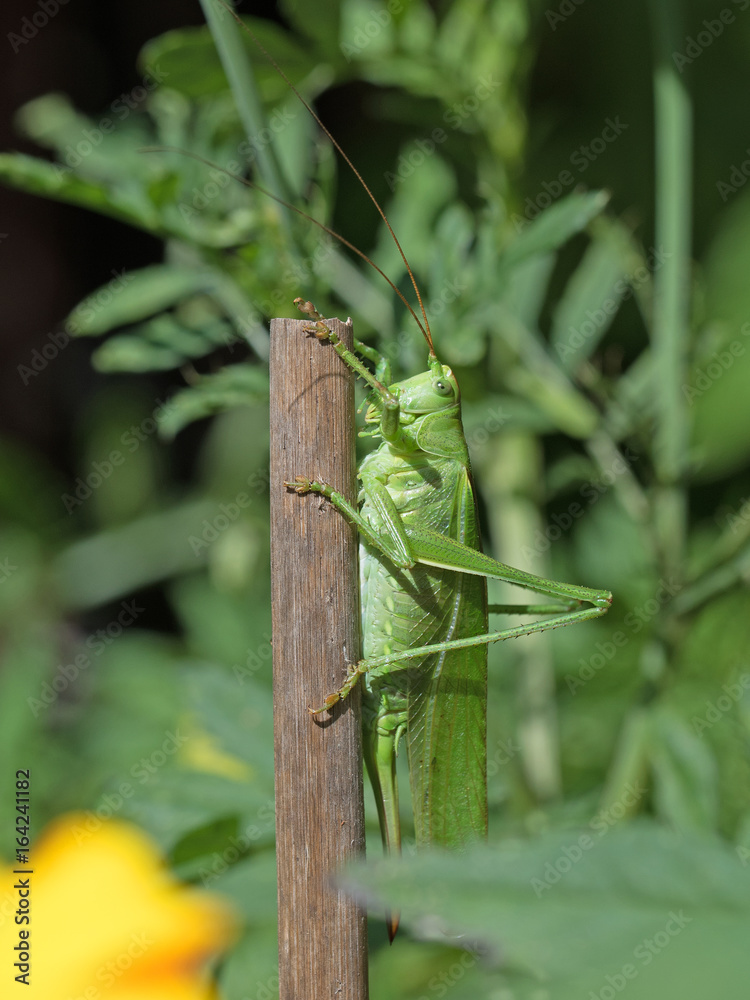 Heuschrecke, Orthoptera, Grashüpfer, Heupferd Heuschrecke, Orthoptera, Grashüpfer, Heupferd