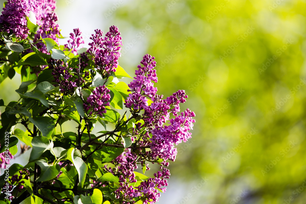 Beautiful lilac flowers in the nature Beautiful lilac flowers in the nature