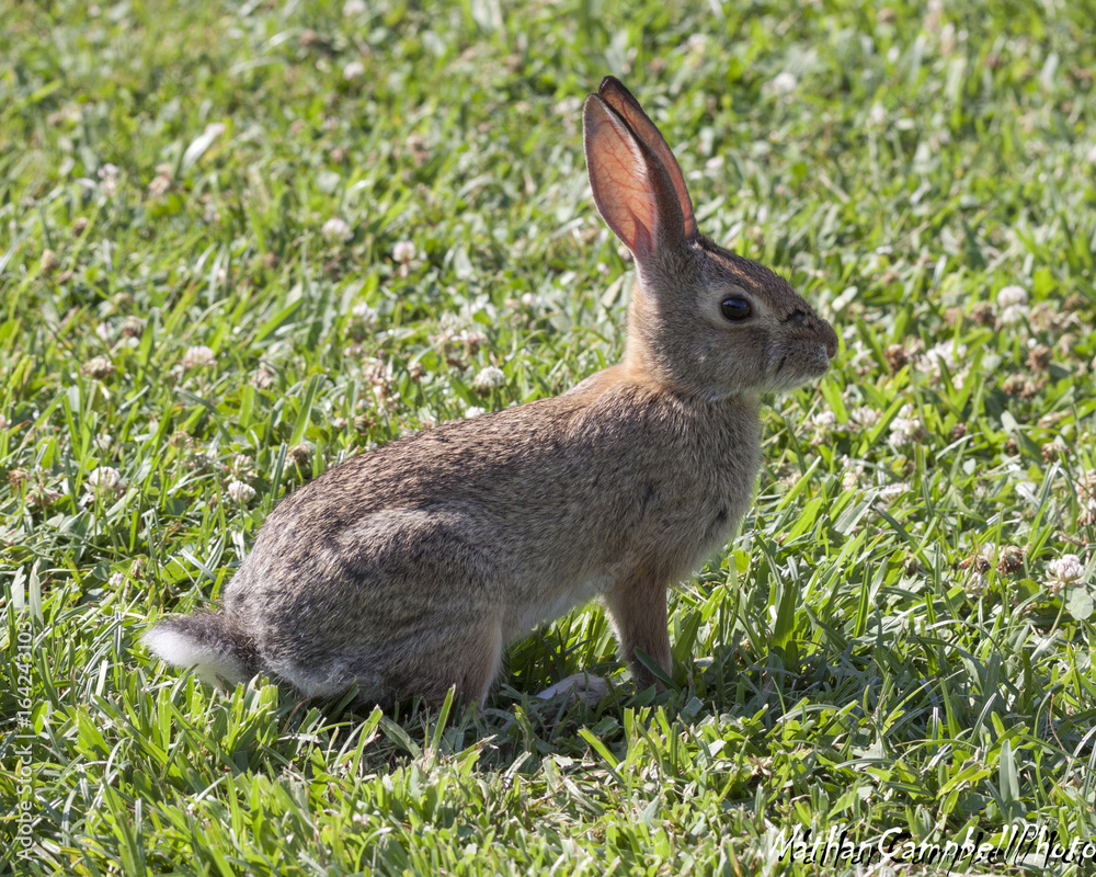 bunny bunny