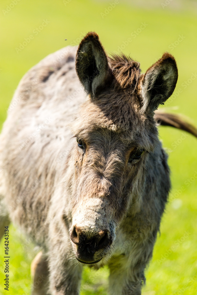 Fototapeta premium A donkey grazes pasture in a field with grass