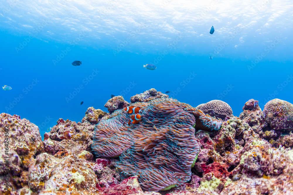 Fototapeta premium Colorful Ocean Reef