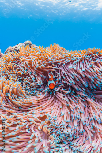 Clownfish with Sea anemone