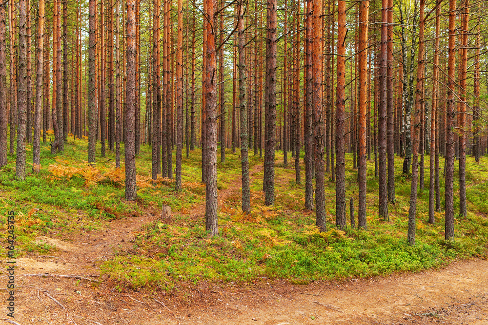 Fototapeta premium Landscape in the pine forest