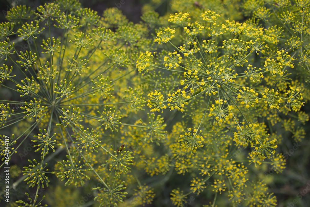 flowers of dill