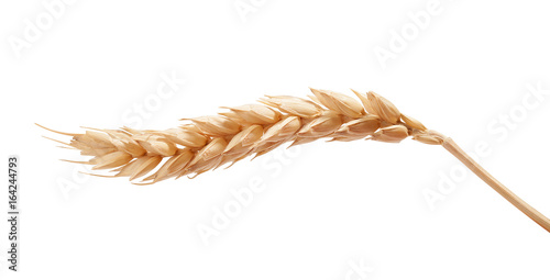 One wheat spikelet on the white