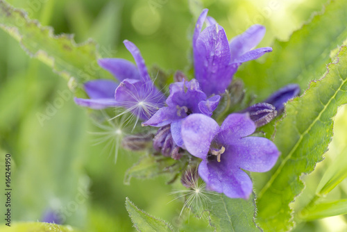 Summer blue wild flower on green blur background