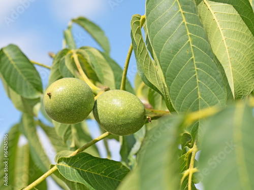 Wallpaper Mural Echte Walnuss, Walnüsse, Juglans regia Torontodigital.ca