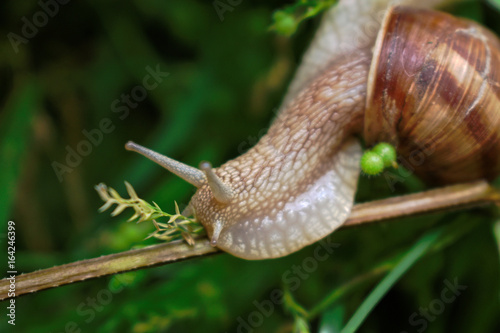 Closeup of a snail on a branch