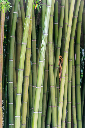 Bambous.