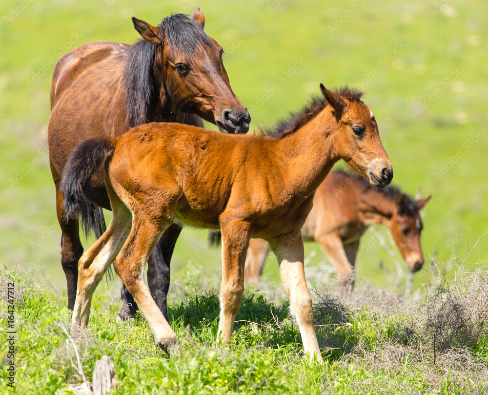 A horse in the pasture on a green lawn A horse in the pasture on a green lawn
