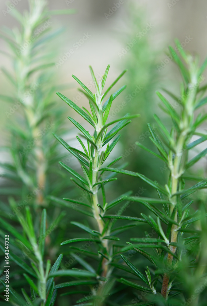 Fototapeta premium Fresh Rosemary Herb grow outdoor. Rosemary leaves Close-up.