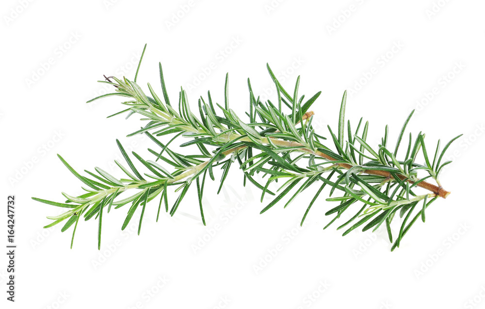 rosemary isolated on white background
