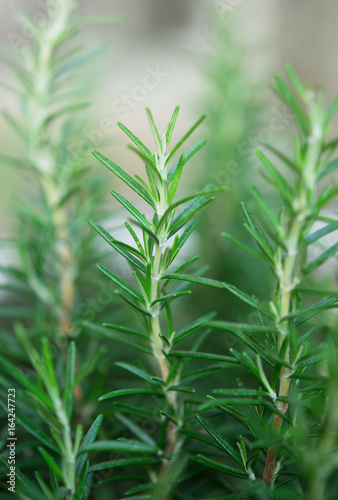 Fresh Rosemary Herb grow outdoor. Rosemary leaves Close-up.