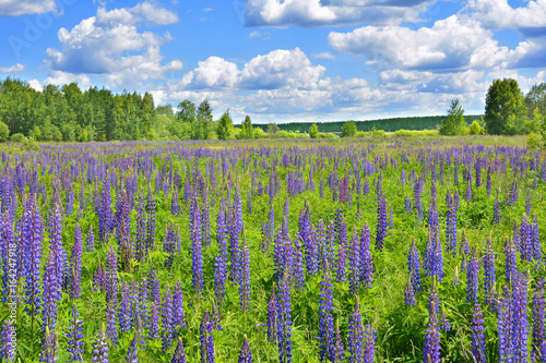 Field lupine and the sky