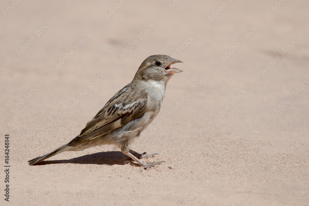 Sparrow portrait in floor Sparrow portrait in floor