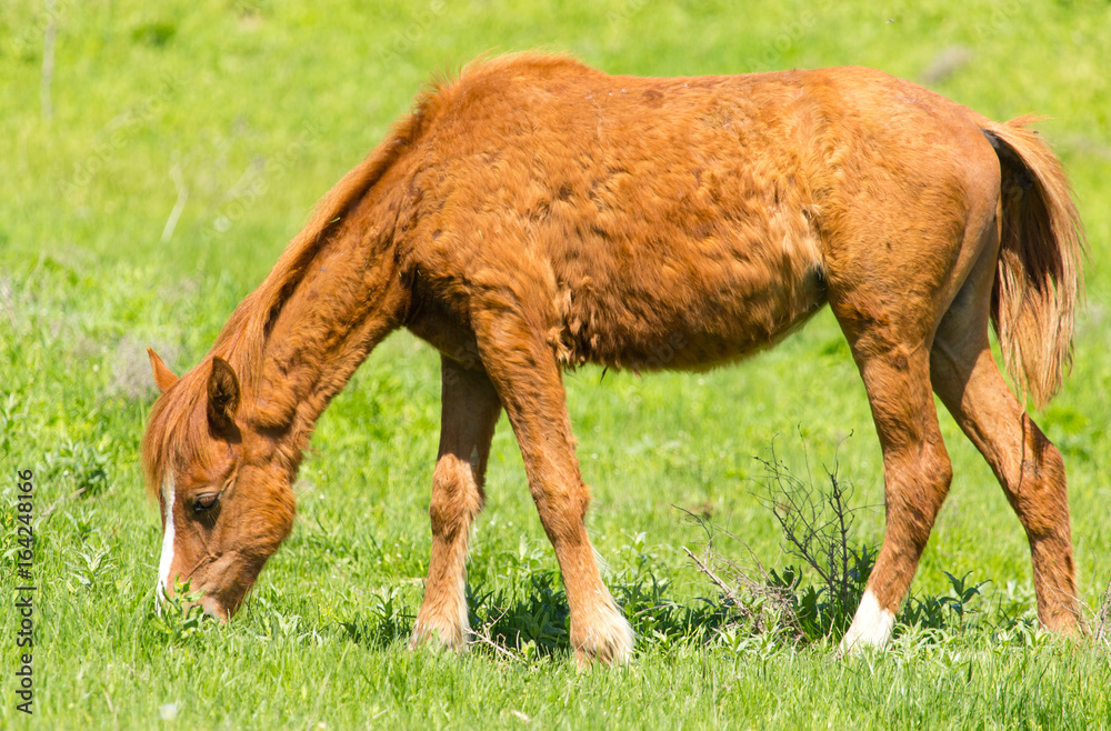 A horse in the pasture on a green lawn A horse in the pasture on a green lawn