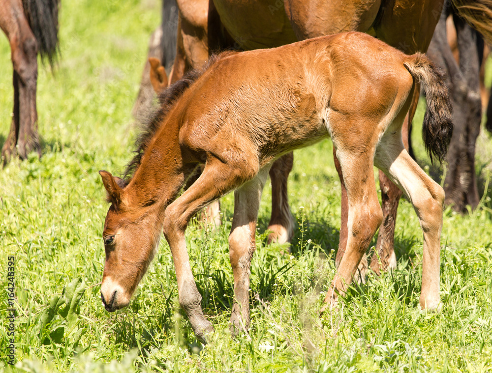 A horse in the pasture on a green lawn