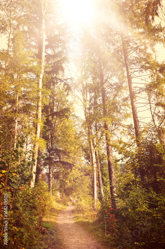 autumn season wallpaper  trail in the black forest with sunshine