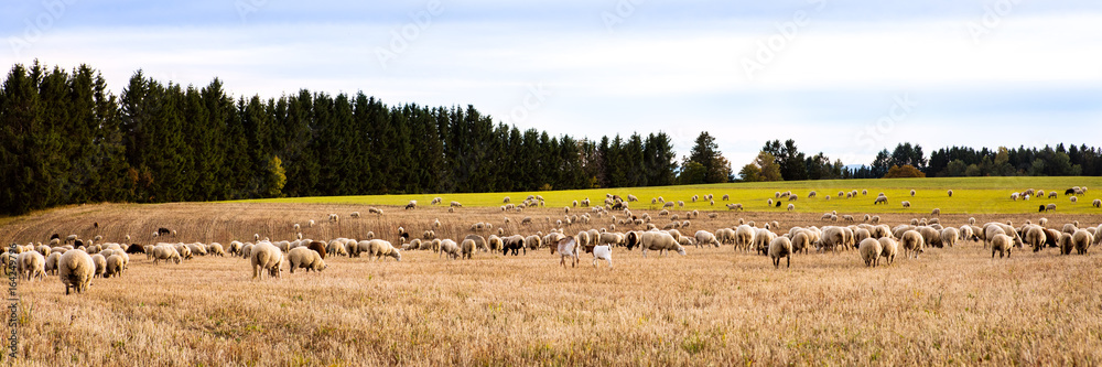 Obraz premium herd of sheeps and goats on a field, Panorama