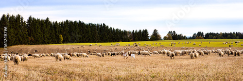 Wallpaper Mural herd of sheeps and goats on a field, Panorama
