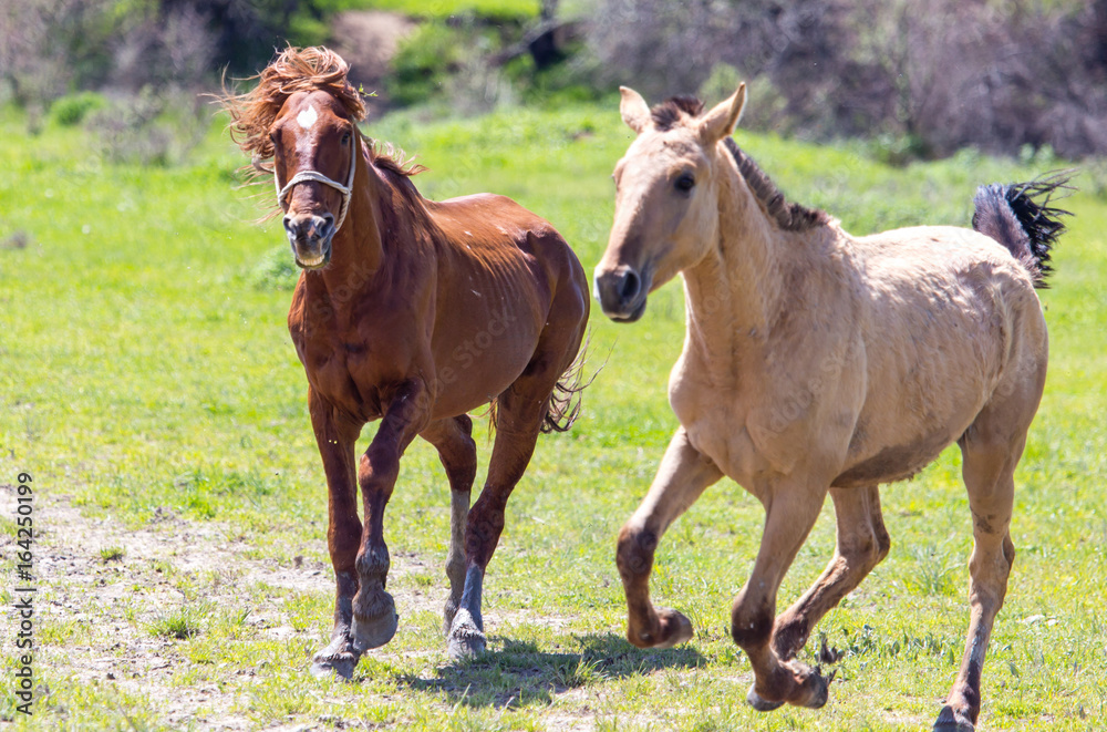 Fototapeta premium A horse in the pasture on a green lawn