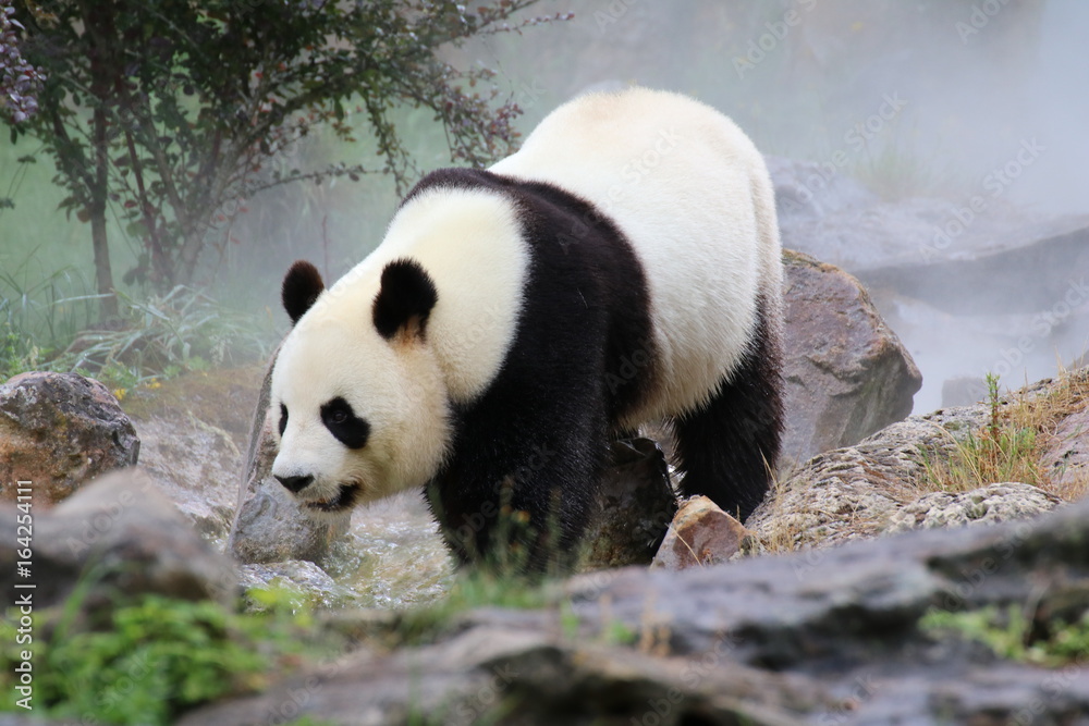 Fototapeta premium Panda Beauval