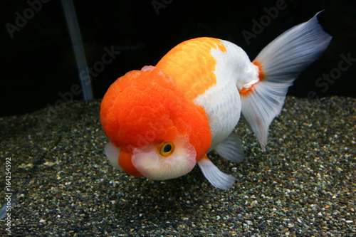 金魚　らんちゅう photo