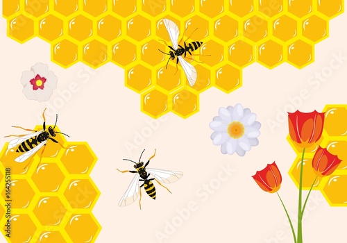 Fototapeta Naklejka Na Ścianę i Meble -  Bees on honey combs vector illustration