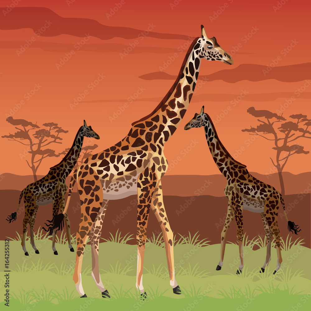 Obraz premium sunset african landscape colorful scene with giraffes standing