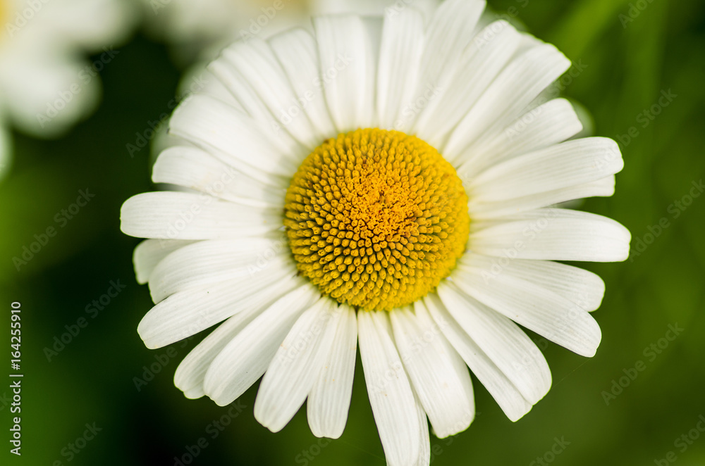 Fototapeta premium beautiful daisy flower on a natural background