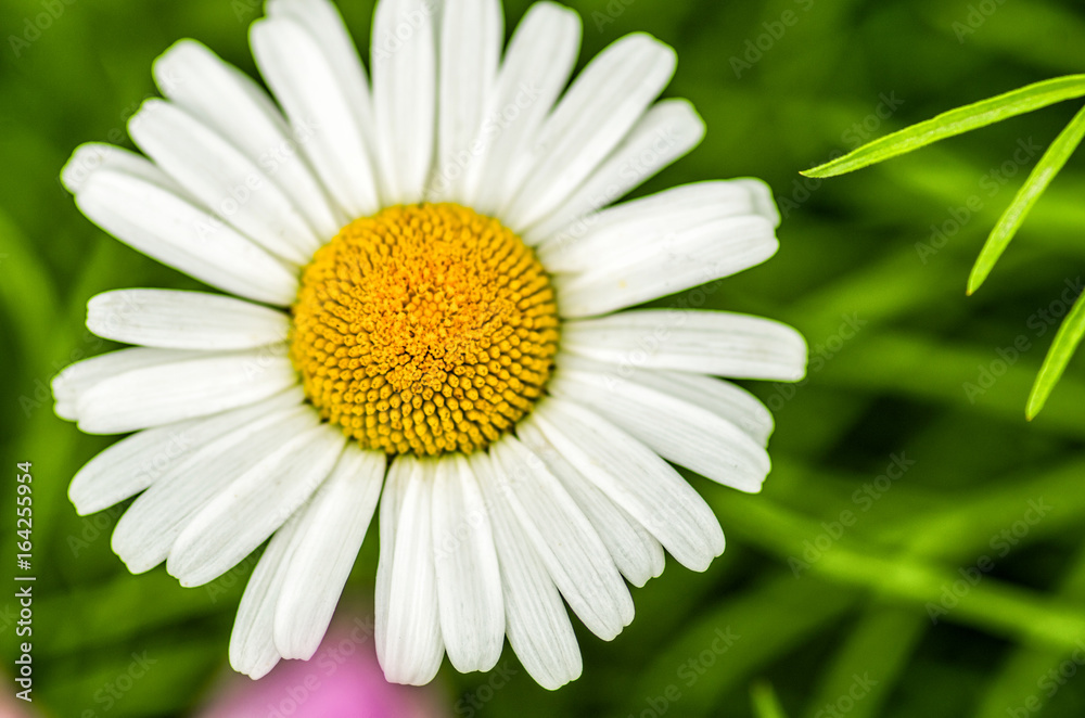 Fototapeta premium beautiful daisy flower on a natural background