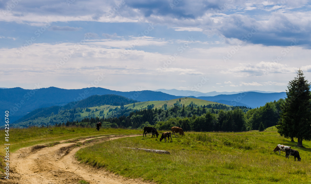 Carpathian mountains landscape in Ukraine in the summer season in Yaremche Carpathian mountains landscape in Ukraine in the summer season in Yaremche
