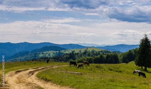 Carpathian mountains landscape in Ukraine in the summer season in Yaremche